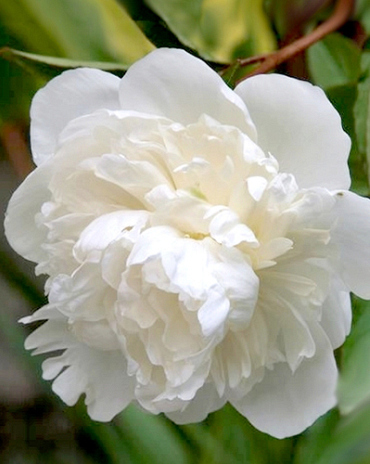 X 10 PAEONIA DUCHESSE DE NEMOURS
