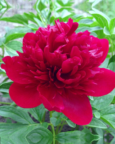 X 10 PAEONIA RED MAGIC