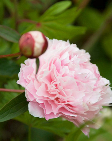X 10 PAEONIA SARAH BERNHARDT