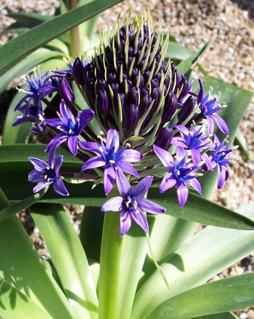 X   10 SCILLA PERUVIANA