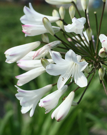 X 25 AGAPANTHUS AFRICANUS ALBUS