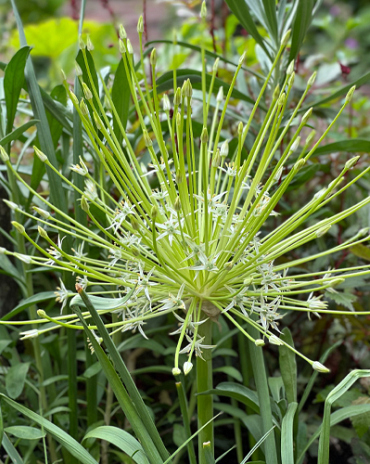 X   25 ALLIUM SCHUBERTII ARCTIC SNOW