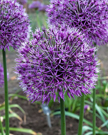 X   25 ALLIUM EARLY EMPEROR