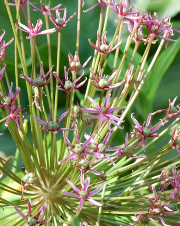 X   25 ALLIUM SPIDER