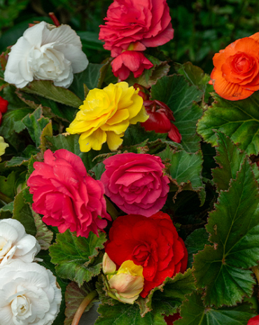 X 25 BEGONIA GRANDIFLORA MIX