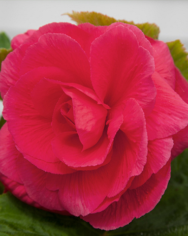 X 25 BEGONIA GRANDIFLORA PINK