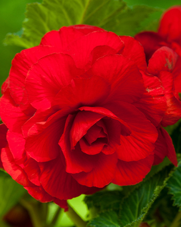 X 25 BEGONIA GRANDIFLORA RED