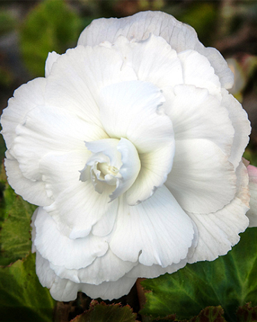 X 25 BEGONIA GRANDIFLORA WHITE