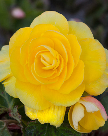 X 25 BEGONIA GRANDIFLORA YELLOW