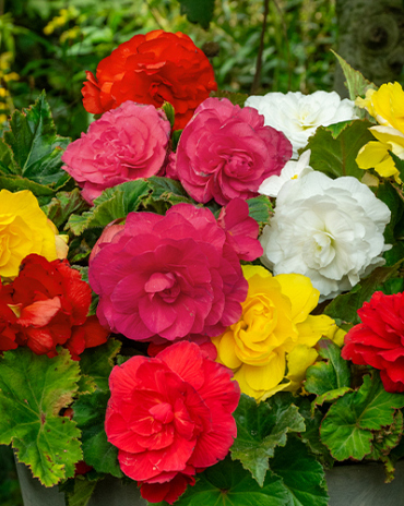 X 25 BEGONIA NON STOP MIX