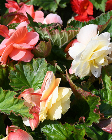 X 25 BEGONIA PASTEL WAVE MIX