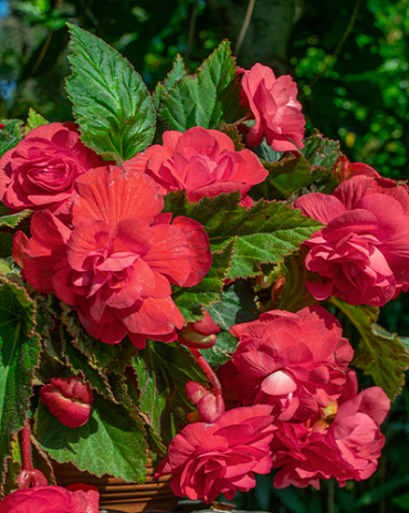 X 25 BEGONIA PENDULA PINK