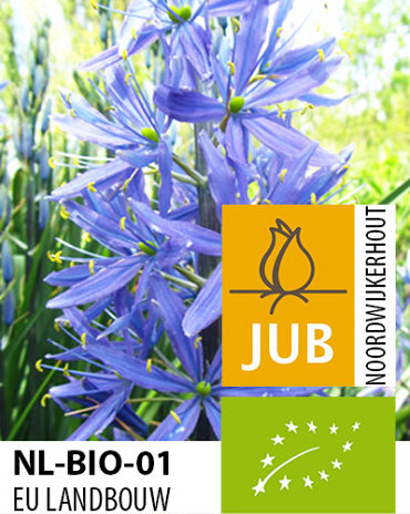 X   25 BIO CAMASSIA LEICHTLINII CAERULEA
