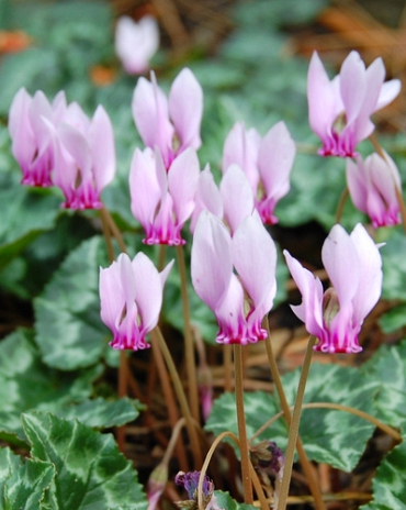 X   25 CYCLAMEN HEDERIFOLIUM (NEAP.)