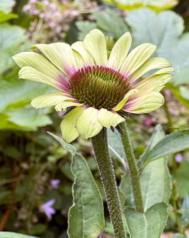 X 25 ECHINACEA GREEN TWISTER