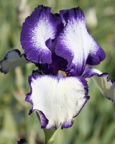 X 25 IRIS GERMANICA LOOP THE LOOP