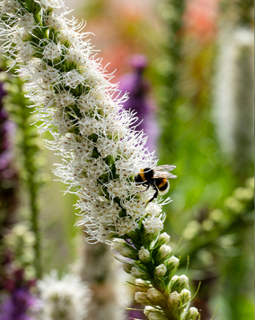 X 25 LIATRIS FLORISTAN WHITE