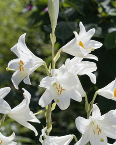 X   25 LILIUM CANDIDUM