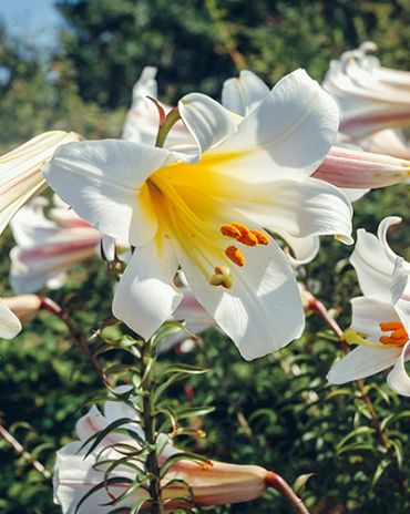 X   25 LILIUM REGALE