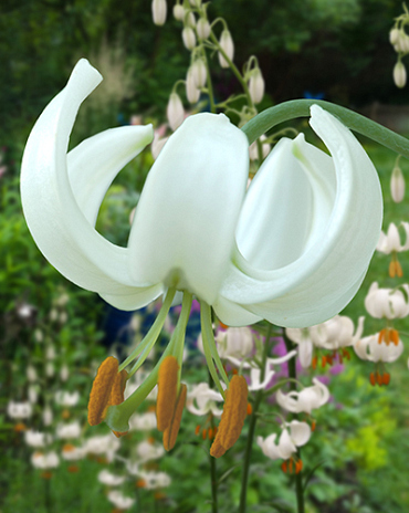 X 25 LILIUM SNOWY MORNING