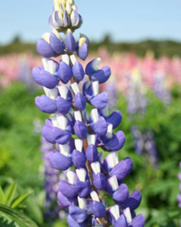 X 25 LUPINUS BLAUW