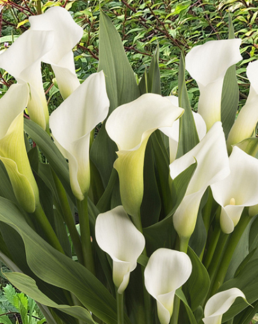 X 25 ZANTEDESCHIA CRYSTAL CLEAR