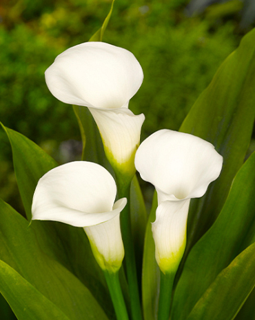 X 25 ZANTEDESCHIA CRYSTAL CLEAR