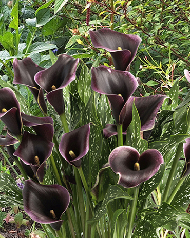 X 25 ZANTEDESCHIA DUBAI NIGHTS