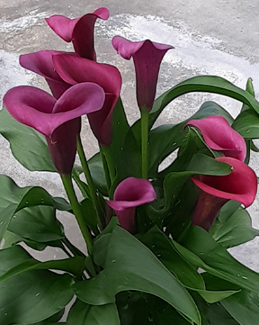 X 25 ZANTEDESCHIA DURBAN