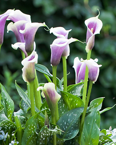 X 25 ZANTEDESCHIA PICASSO