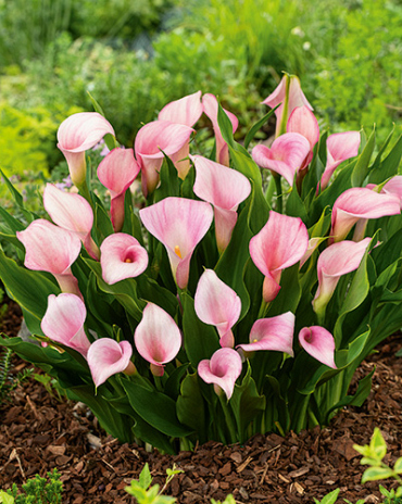 X 25 ZANTEDESCHIA STRAWBERRY BLUSH
