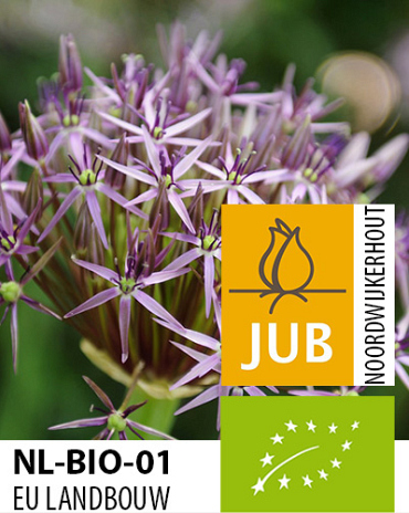 X   50 BIO ALLIUM CHRISTOPHII
