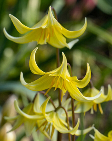 X   50 ERYTHRONIUM PAGODA