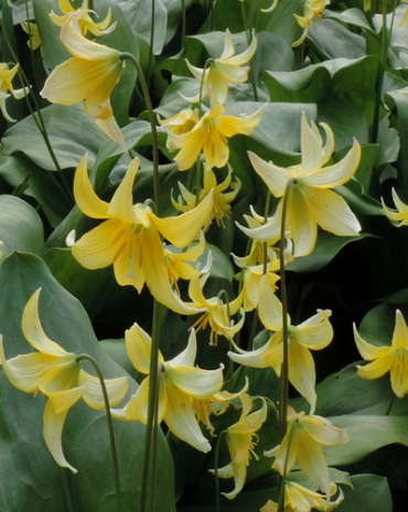 X   50 ERYTHRONIUM PAGODA