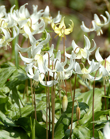 X   50 ERYTHRONIUM REVOLUTUM WHITE BEAUTY