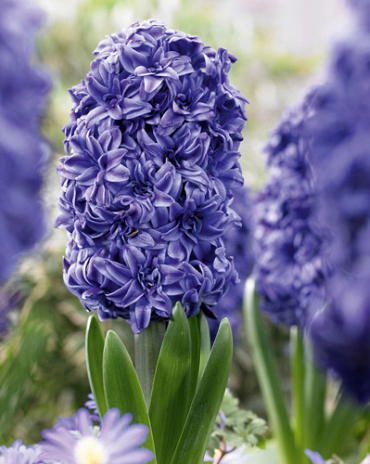 X   50 HYACINTHUS DUBBEL BLAUW
