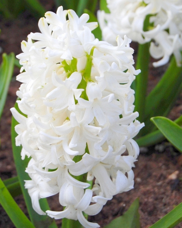 X   50 HYACINTHUS WHITE PEARL