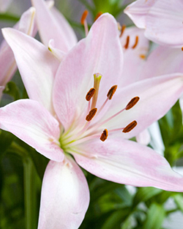 X   50 LILIUM AZIATISCH ROZE