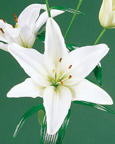 X   50 LILIUM AZIATISCH WIT