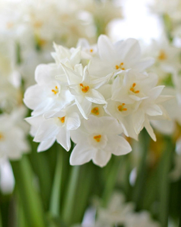 X   50 NARCISSUS PAPERWHITE