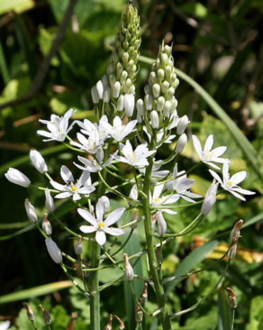 X   50 ORNITHOGALUM SOCHI