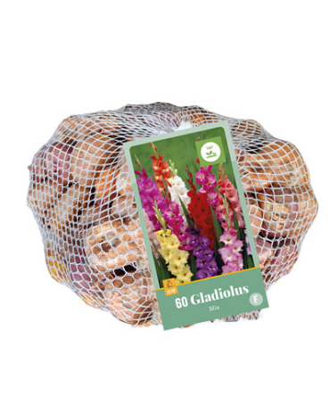 X 60 GLADIOLUS MIX IN NETLON
