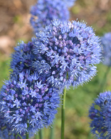 X 100 ALLIUM CAERULEUM (AZUREUM)