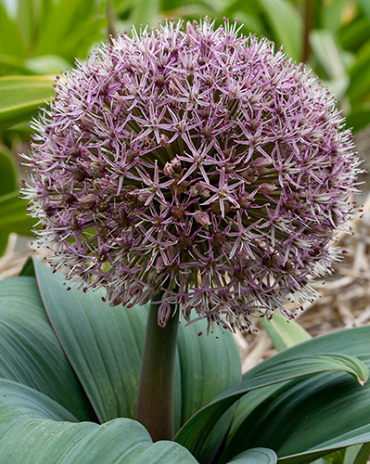 X 100 ALLIUM RED GIANT