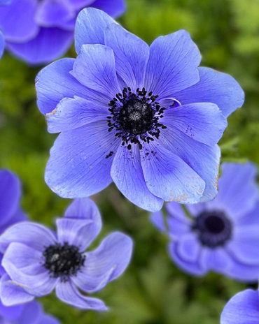 X 100 ANEMONE CORONARIA MR. FOKKER