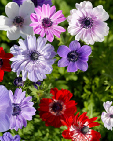 X 100 ANEMONE CORONARIA ST. BRIGID GEMENGD