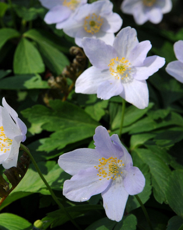 X 100 ANEMONE SPECIES NEMOROSA