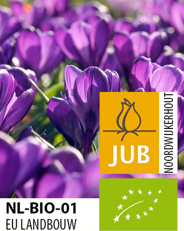 X 100 BIO CROCUS FLOWER RECORD