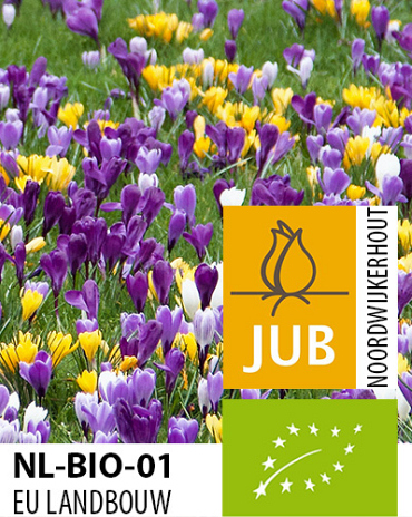 X 100 BIO CROCUS MIX MAASTRICHT