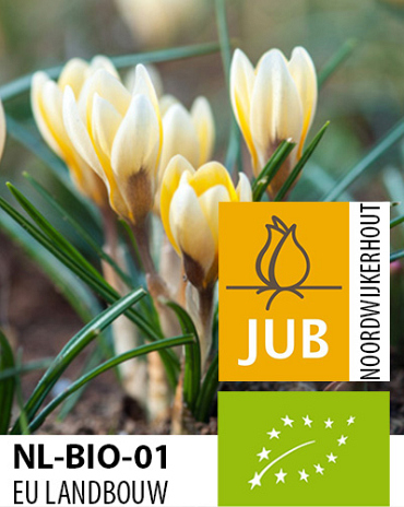 X 100 BIO CROCUS SP. ROMANCE